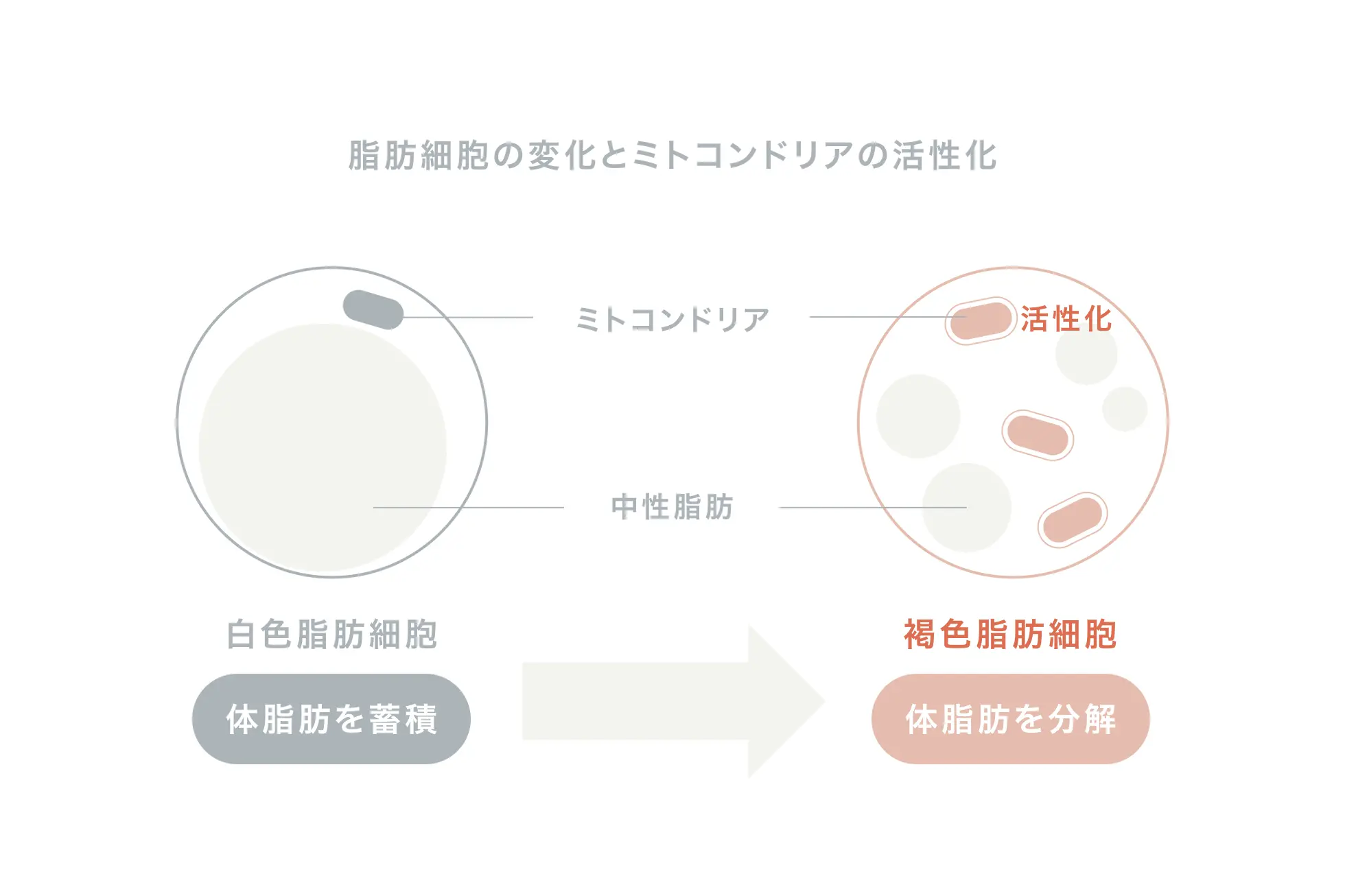 脂肪細胞の変化とミトコンドリアの活性化