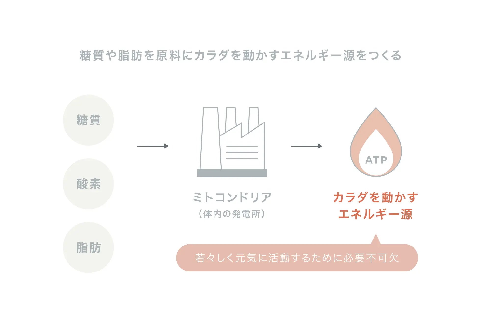 糖質や脂肪を原料にカラダを動かすエネルギー源をつくる